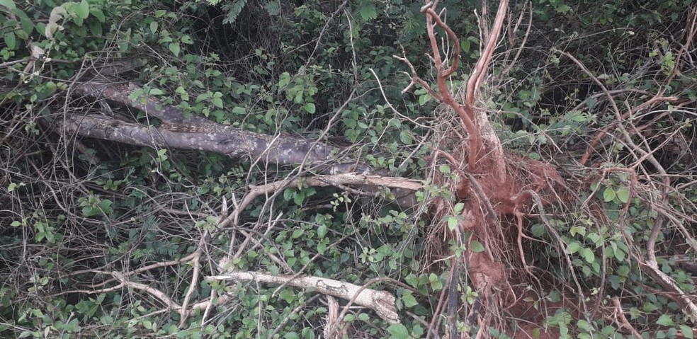 Sitiante foi multado em R$ 9 mil por derrubada irregular de árvores em Presidente Venceslau — Foto: Polícia Militar Ambiental
