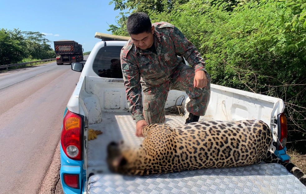 Felino vai ser utilizado para educação ambiental. — Foto: Reprodução/PMA