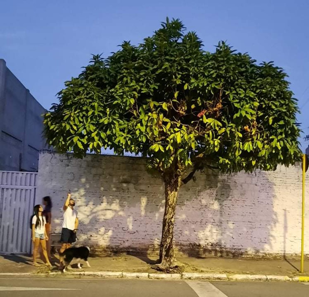 Jambeiro foi plantado há vinte anos na Rua Major Agostinho, no Centro de Maranguape — Foto: Arquivo pessoal