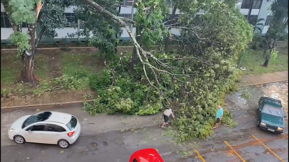 Árvore cai na 410 Sul após temporal no DF — Foto: Reprodução