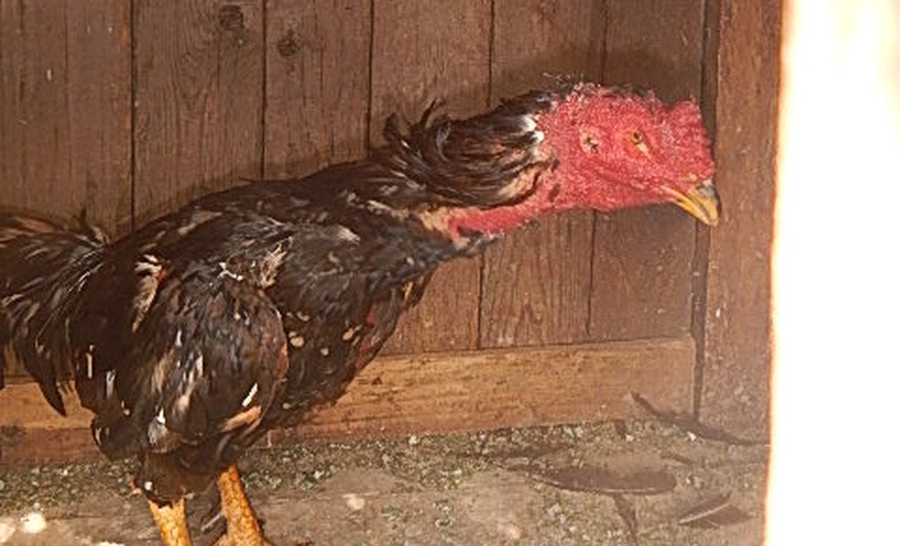 Suspeita é de que os animais eram usados em prática conhecida como 'briga de galo' (Foto: Polícia Ambiental/Divulgação )