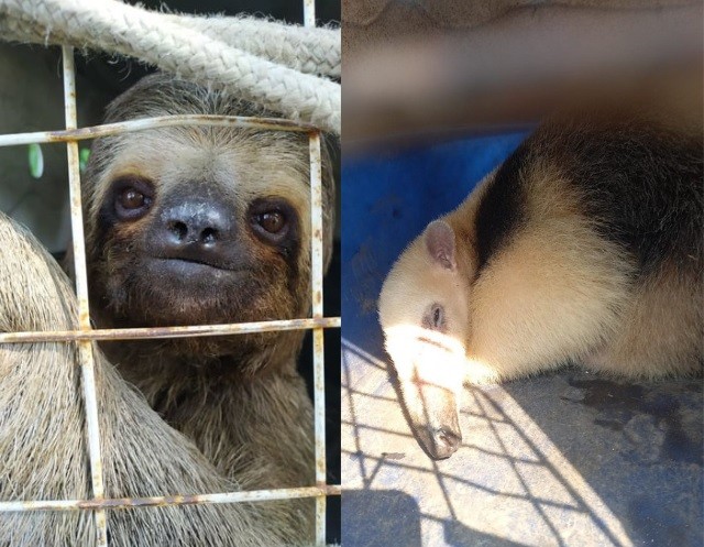 Defesa Ambiental resgata 117 animais silvestres e exóticos em Guarujá, SP