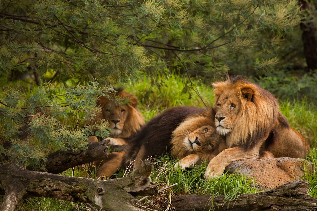 Cópula entre leões machos é rara, mas acontece (Foto: Creative Commons/laubarnes)