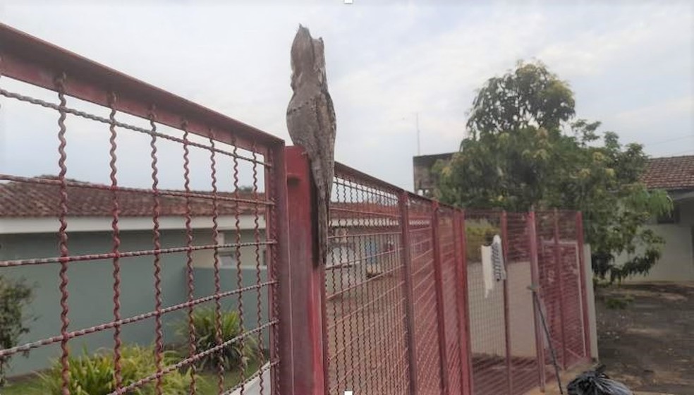 Urutau, conhecido como 'ave fantasma', é flagrado no Samu de Vargem Grande do Sul — Foto: Leandro Cassiano/Arquivo Pessoal