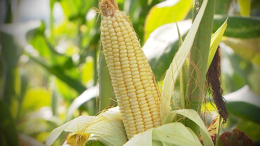 Estimativa de produção total do milho na safra 2020/21 é de 109,62 milhões de toneladas. O volume ainda é 3% superior ao recorde de 2019/20. — Foto: TV Sergipe