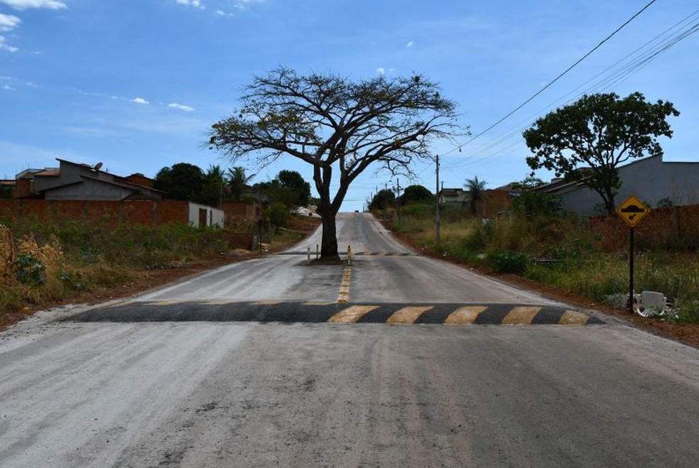 Cajazeiro foi deixado no meio de avenida em Paraíso — Foto: Prefeitura de Paraíso/Divulgação