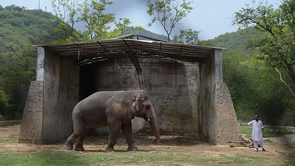 O elefante 'mais solitário do mundo' será libertado após 35 anos de maus tratos em zoológico thumbnail