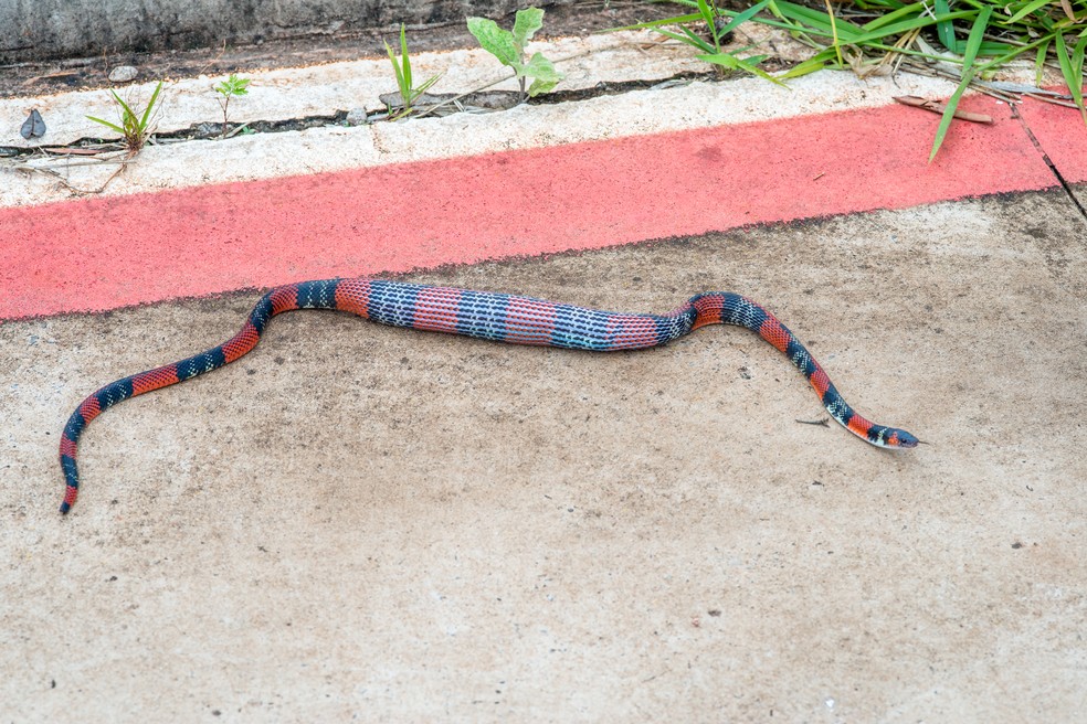 Após uma hora e meia de batalha, cobra vai embora com a barriga cheia (Foto: Junior Esteves)