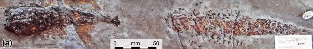 Acima é possível ver o fóssil completo. À esquerda (A) está a cabeça do molusco, enquanto à direita (B) está o peixe envolto pelos tentáculos do predador. (Foto: Malcolm Hart/Proceedings of the Geologists Association)