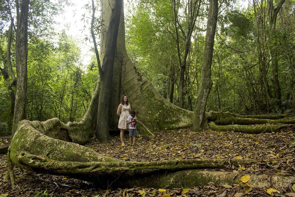 A centenária figueira da trilha ecológica. — Foto: Marcio Kubo