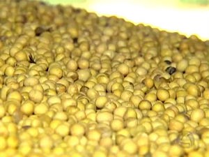Queda no preço da soja faz produtor de MS estocar o que sobrou da safra (Foto: Reprodução/TV Morena)