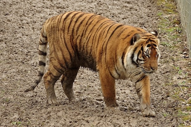O Panthera tigris tigris aparece nas moedas da Malásia (Foto: Abujoy / Wikimedia Commons / CreativeCommons)