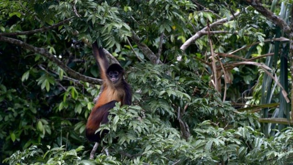 Macaco-aranha-de-Geoffroy também deu o ar da graça na floresta — Foto: Getty Images via BBC