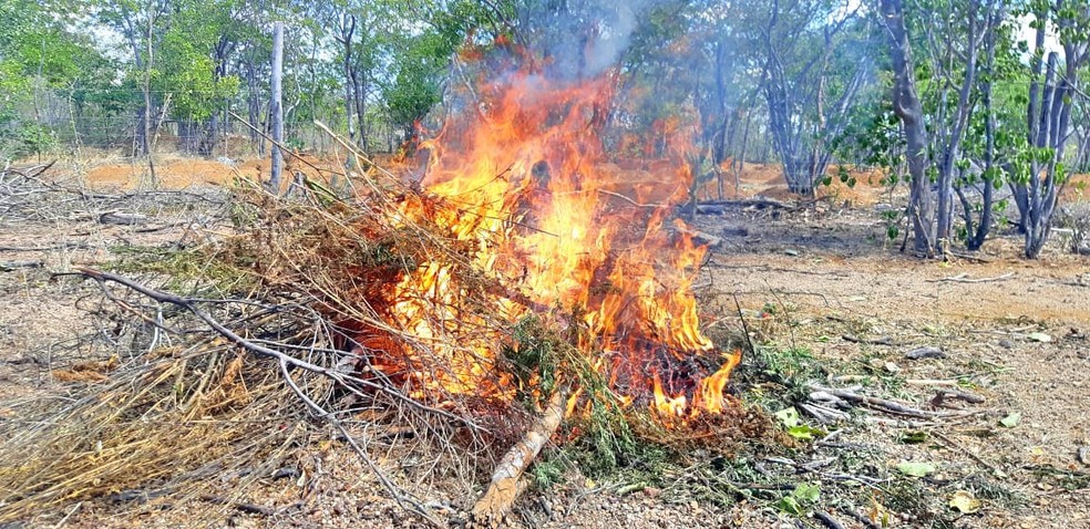 Droga é incinerada durante operação Lábaro no Sertão de PE — Foto: Digulgação/ PRF