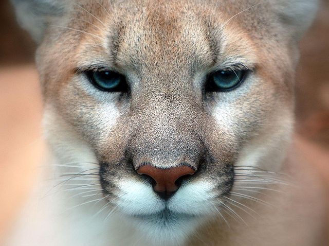 Pumas são animais selvagens. A brincadeira poderia ter acabado muito mal para Joshua (Foto: Art G/Wikipedia)