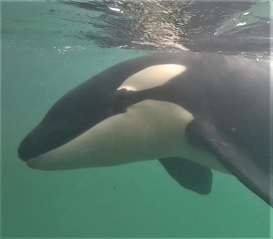 O bebê orca Toa morreu depois que seu quadro de saúde se agravou  (Foto: Whale Rescue/Lynne Smith)