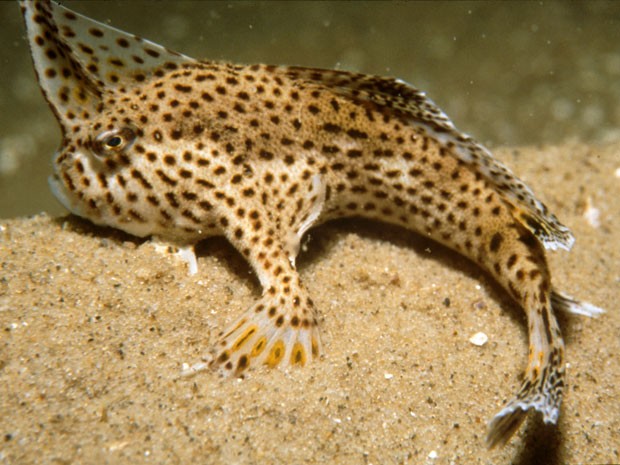 Peixes da família Brachionichthyidae preferem "andar" pelo mar usando suas barbatanas do que nadar. Nativos da Austrália, os peixes com "mãos" correm risco de extinção (Foto: Barry Bruce/CSIRO)
