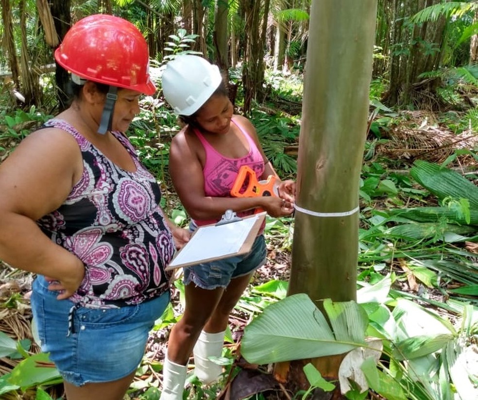 Produção de açaizal certificado atua sem impacto no ecossistema — Foto: Amazonbai/Divulgação