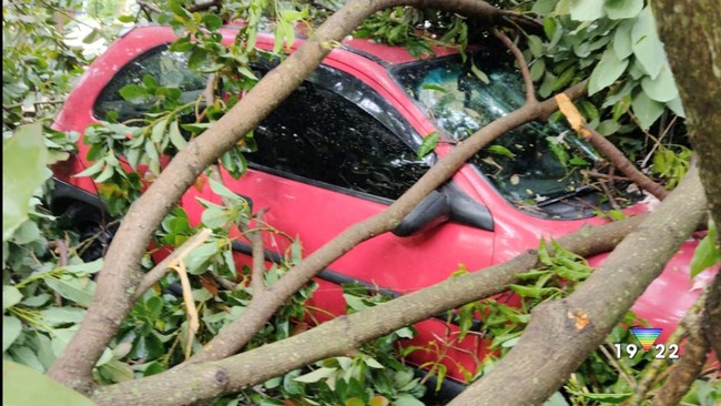 Chuva causa queda de rvores em Cachoeira Paulista
