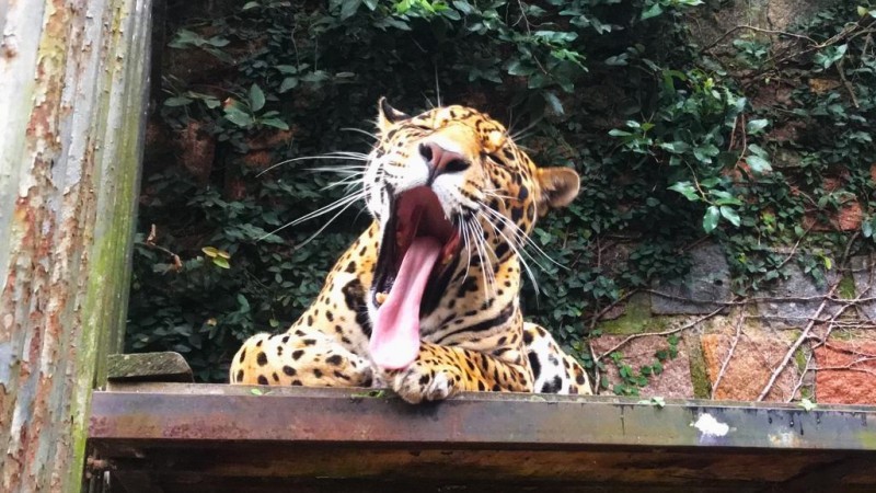 Zoológico de Sapucaia do Sul abre nesta segunda para comemorar aniversário de 61 anos