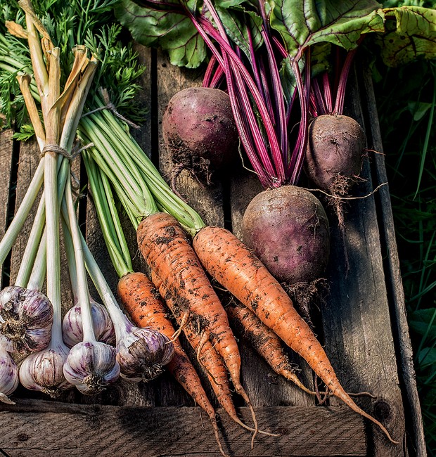 Healthy Organic Vegetables on a Wooden Background. Organic fresh harvested vegetables (Foto: Getty Images/iStockphoto)