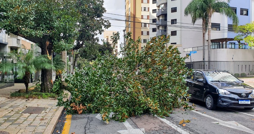 Galhos de &aacute;rvore se espalharam por trecho da Rua Bento Viana, em Curitiba &mdash; Foto: Eduardo Matysiak/ Matysiakpress