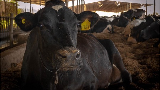 Casos atípicos de “vaca louca” não precisam mais ser informados à Omsa