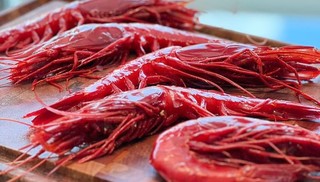 Camarão entre os mais saborosos do mundo tem mais de 30 cm e custa R$ 400 por quilo: 'Raridade'