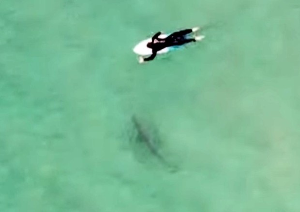 Surfista cai de prancha no momento em que tubarão passa sob ele (Foto: Reprodução / YouTube)