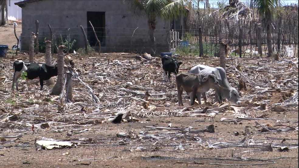 Devido à seca na Paraíba que dura cinco anos, governo decretou situação de emergência em 196 cidades (Foto: Reprodução/Globo Rural/Arquivo)