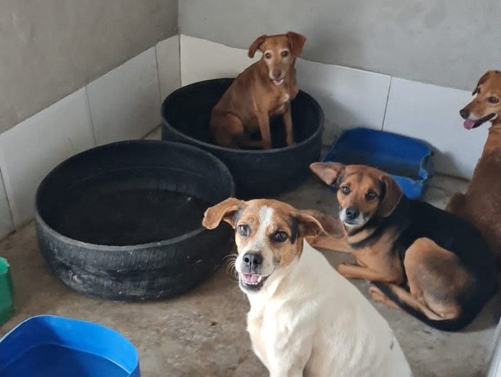 Bombeiros resgatam 12 cães que estavam abandonados após morte de tutor em Barbacena