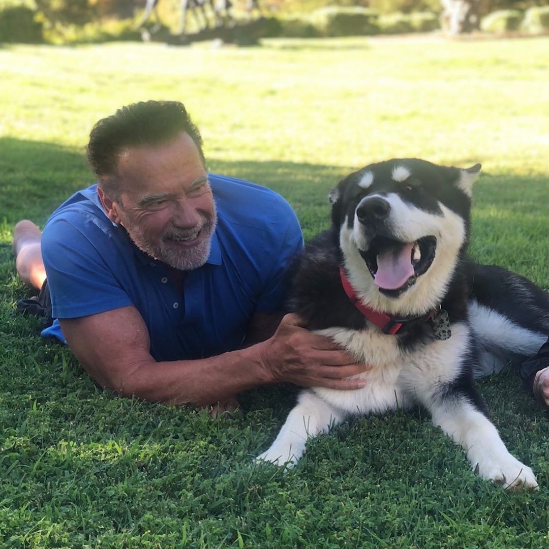 Arnold Schwarzenegger e o novo cachorro Dutch (Foto: reprodução instagram)