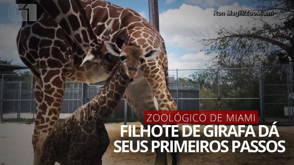 Filhote de girafa dá seus primeiros passos em zoológico de Miami, nos EUA; veja vídeo thumbnail