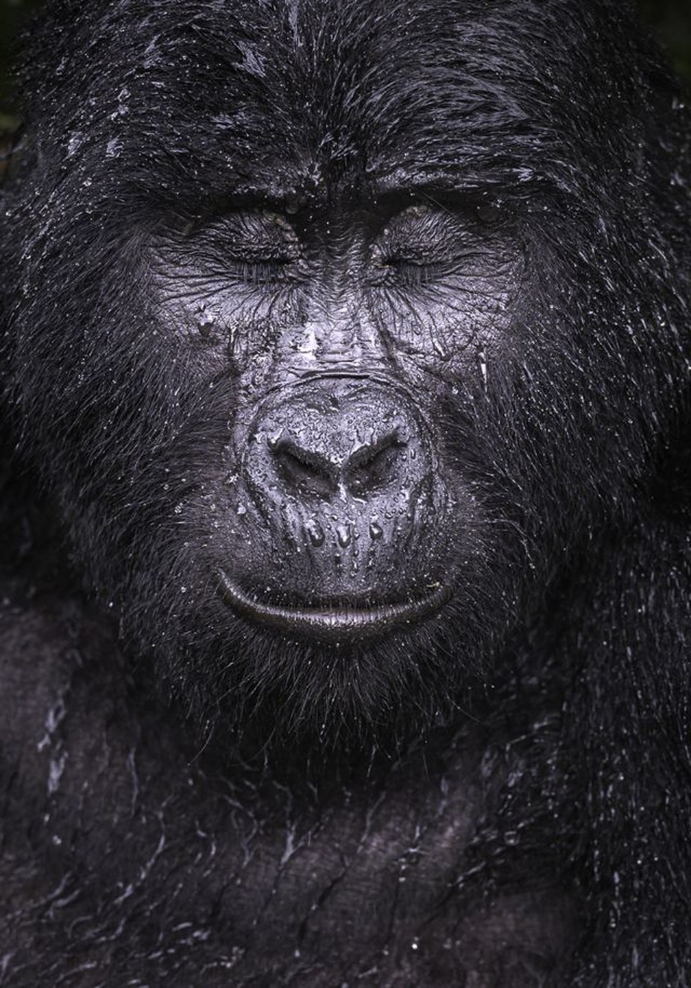 Foto mostra o gorila Kibande enquanto uma chuva refrescante começa a cair — Foto: MAJED ALI/WPY
