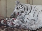 Zoo anuncia nascimento de quatro leões brancos e três tigres brancos