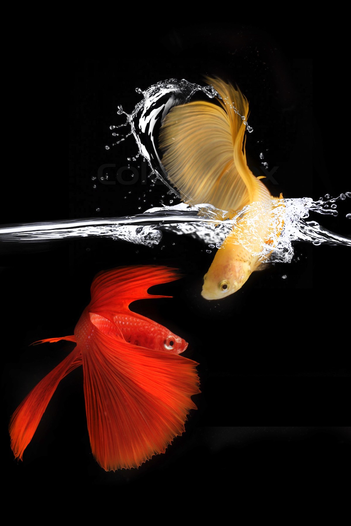 Os bettas machos podem conviver tranquilamente com as fêmeas e outros peixes, como os cascudos e corydoras  (Foto: Pexels/ wahyu widiatmoko/ CreativeCommons)
