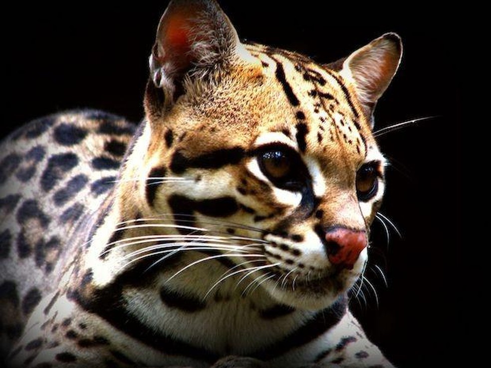 Gato-maracajá - Leopardus wiedii — Foto: ( Mizunoryu/ Wikimedia Commons/ CreativeCommons)