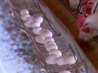 Produção de ovos volta a crescer no agreste de Pernambuco