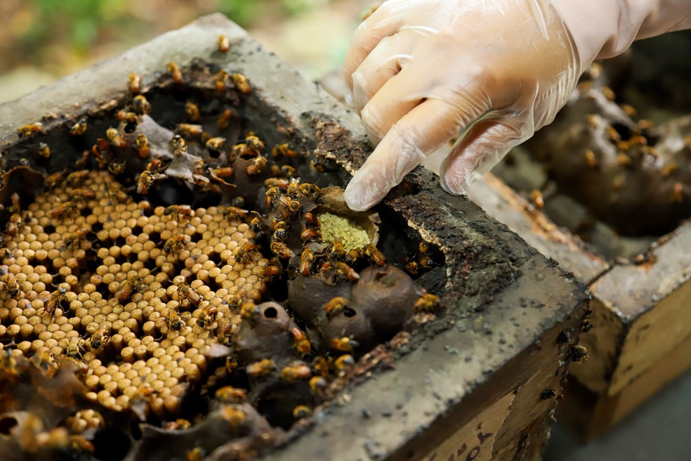 Colmeia de abelhas — Foto: Divulgação
