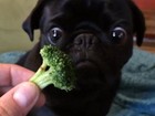 'Cão vegetariano' vira hit na web após olhar vidrado em brócolis