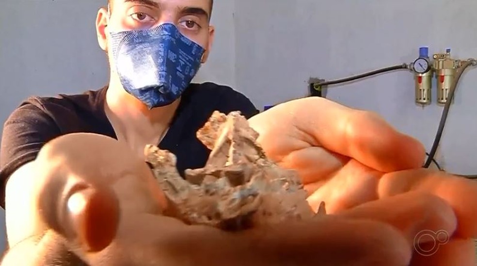 Nova espécie de crocodilo foi catalogada na Unesp de Ilha Solteira (SP) — Foto: Reprodução/TV TEM