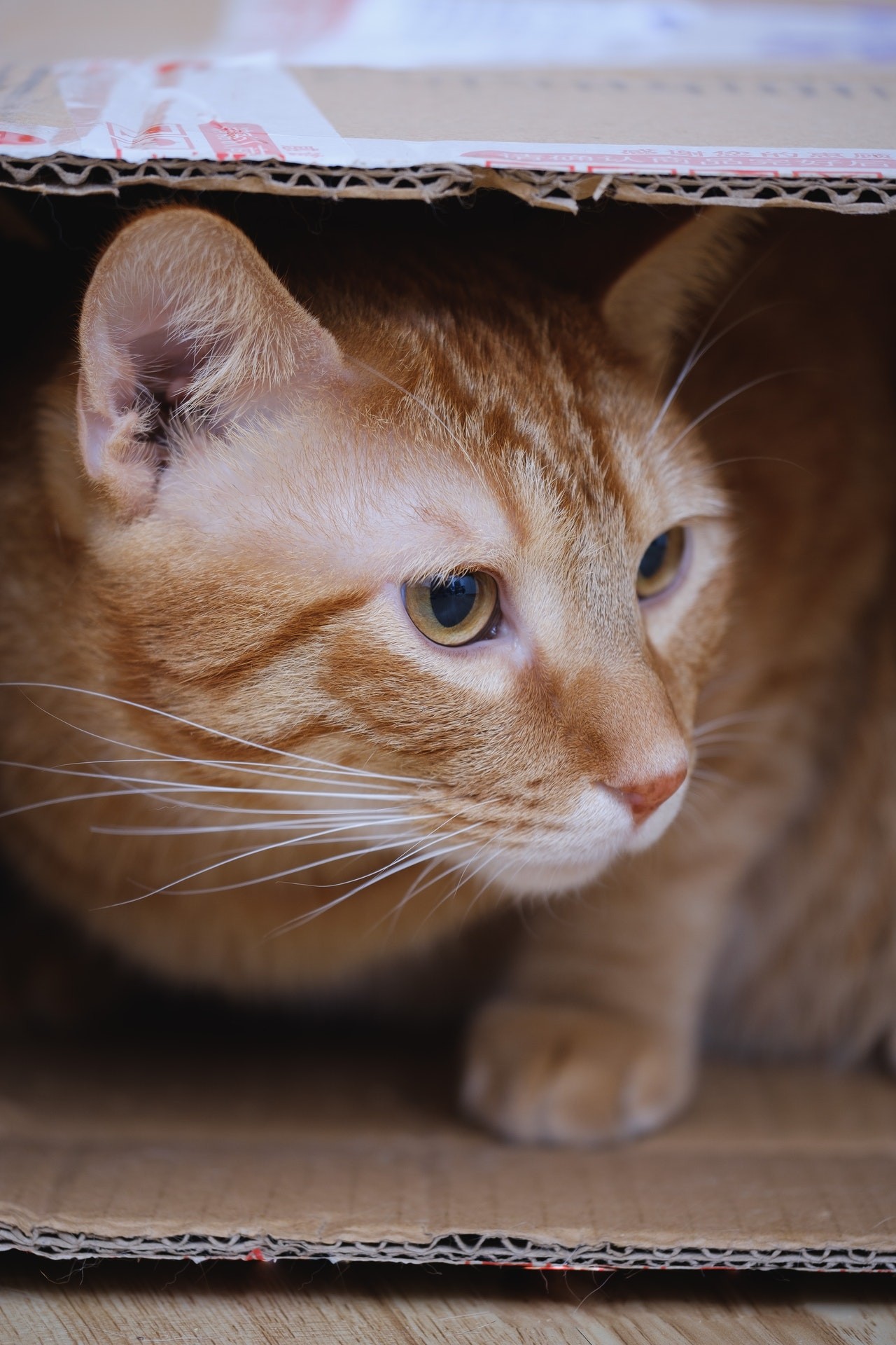 O bem-estar do gato está diretamente relacionado com sua capacidade de controlar o território (Foto: pexels/ peng-louis-/ CreativeCommons)