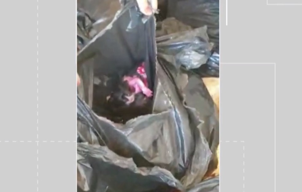 Filhotes de gatos são encontrados em lixeira na Bahia — Foto: Pilar Vásquez