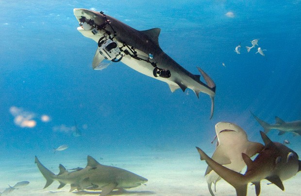 Miguel Lasa registrou momento em que tubarão surgiu e roubou sua câmera avaliada em mais de R$ 40 mil (Foto: Miguel Lasa/Caters News/The Grosby Group)