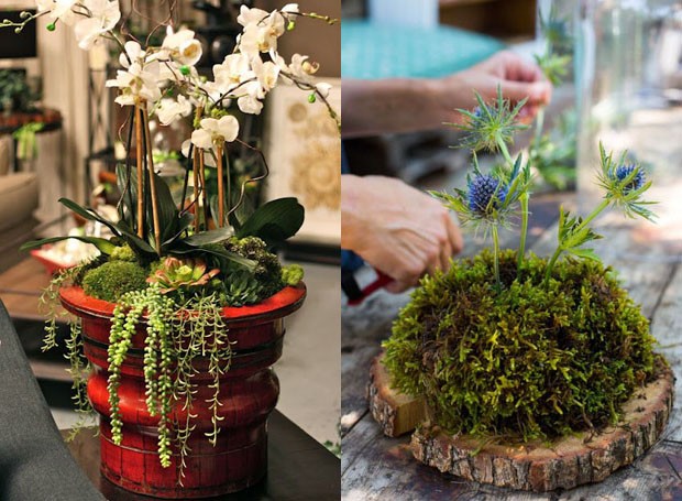 Plantas tropicais combinadas a musgos em vaso e arranjo (Foto: Reprodução/Pinterest)