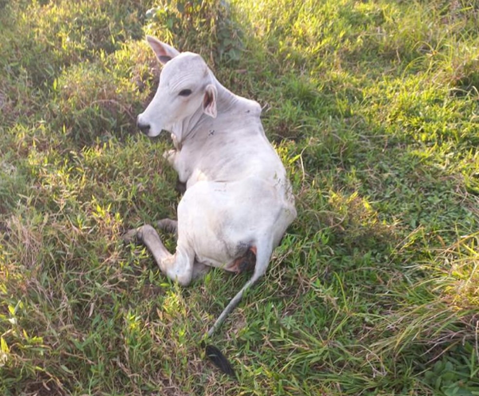 Foco da raiva bovina é identificado em propriedade rural no interior do AC; 18 animais morreram com sintomas da doença — Foto: Arquivo/Idaf