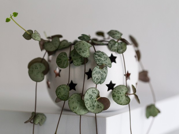 Ceropegia woodii also called String of Hearts or Chain of Hearts, modern house plant in a flowerpot against white wall, vertical (Foto: Getty Images/iStockphoto)