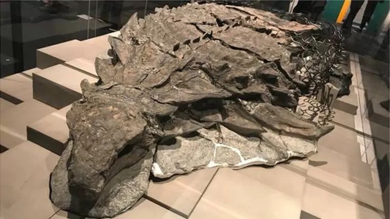 Fóssil de nodossauro mais bem preservado do mundo contém suas células produtoras de melanina originais. Seu formato sugere que ele teria sido ruivo (Foto: Wikimedia Commons/Ceratops Yuta via BBC News)