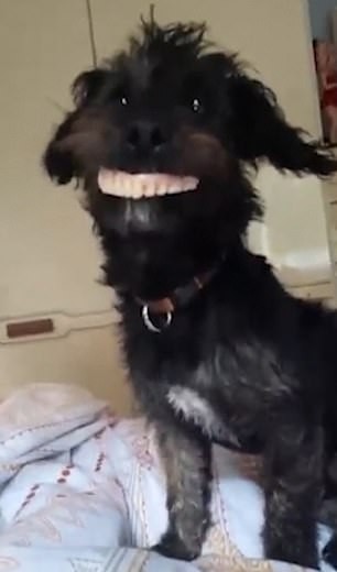 Cão rouba dentadura de gaveta e viraliza nas redes sociais (Foto: Reprodução / YouTube)