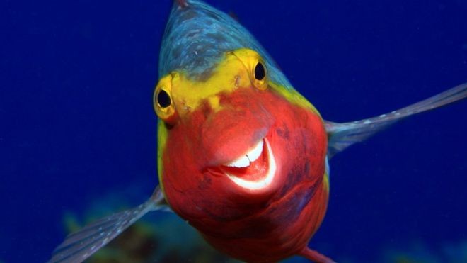 O peixe sorridente, o gorila 'entediado' e outros finalistas do concurso de fotos cômicas de animais thumbnail